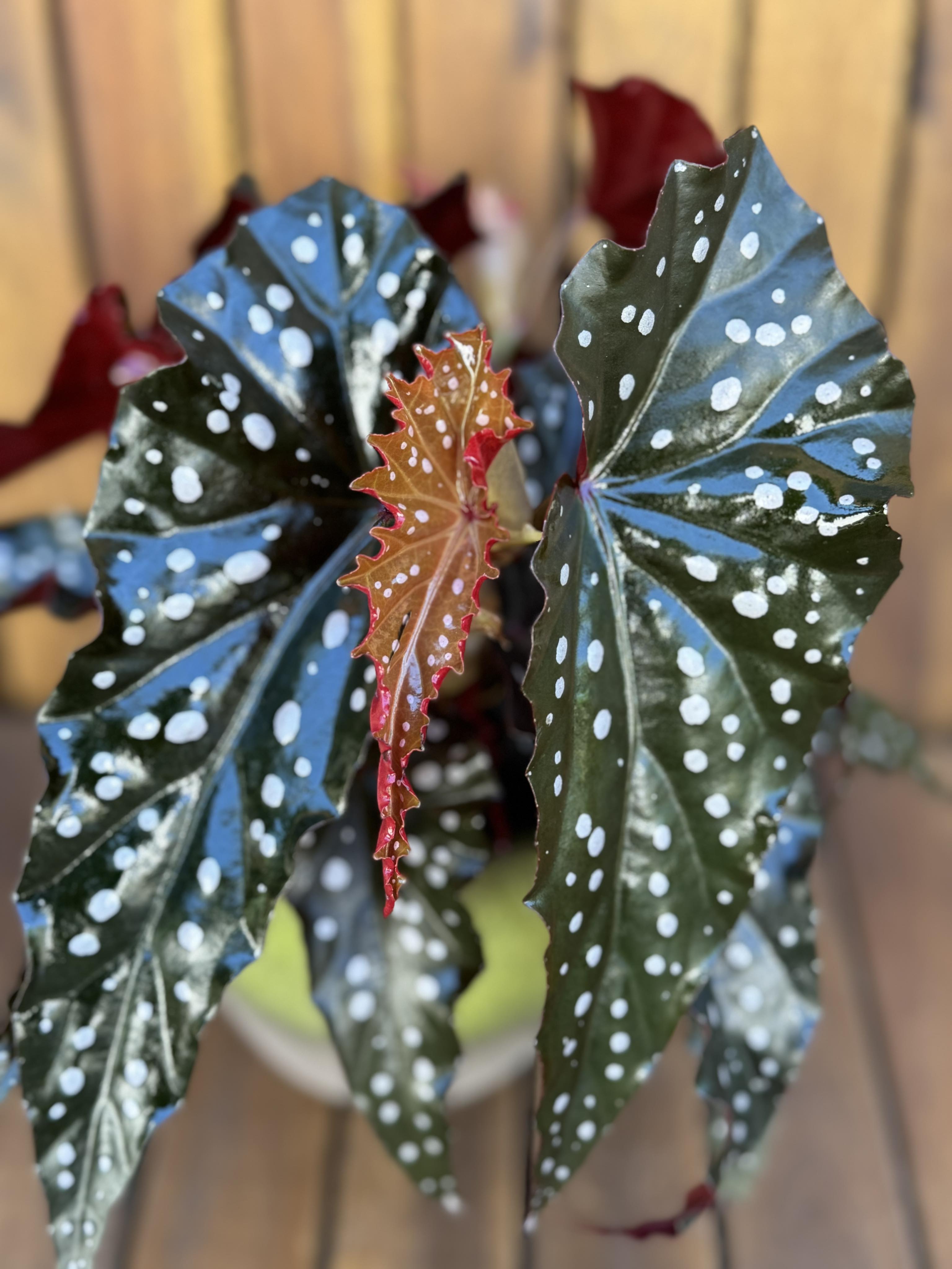 Begonia Craklin Rosie