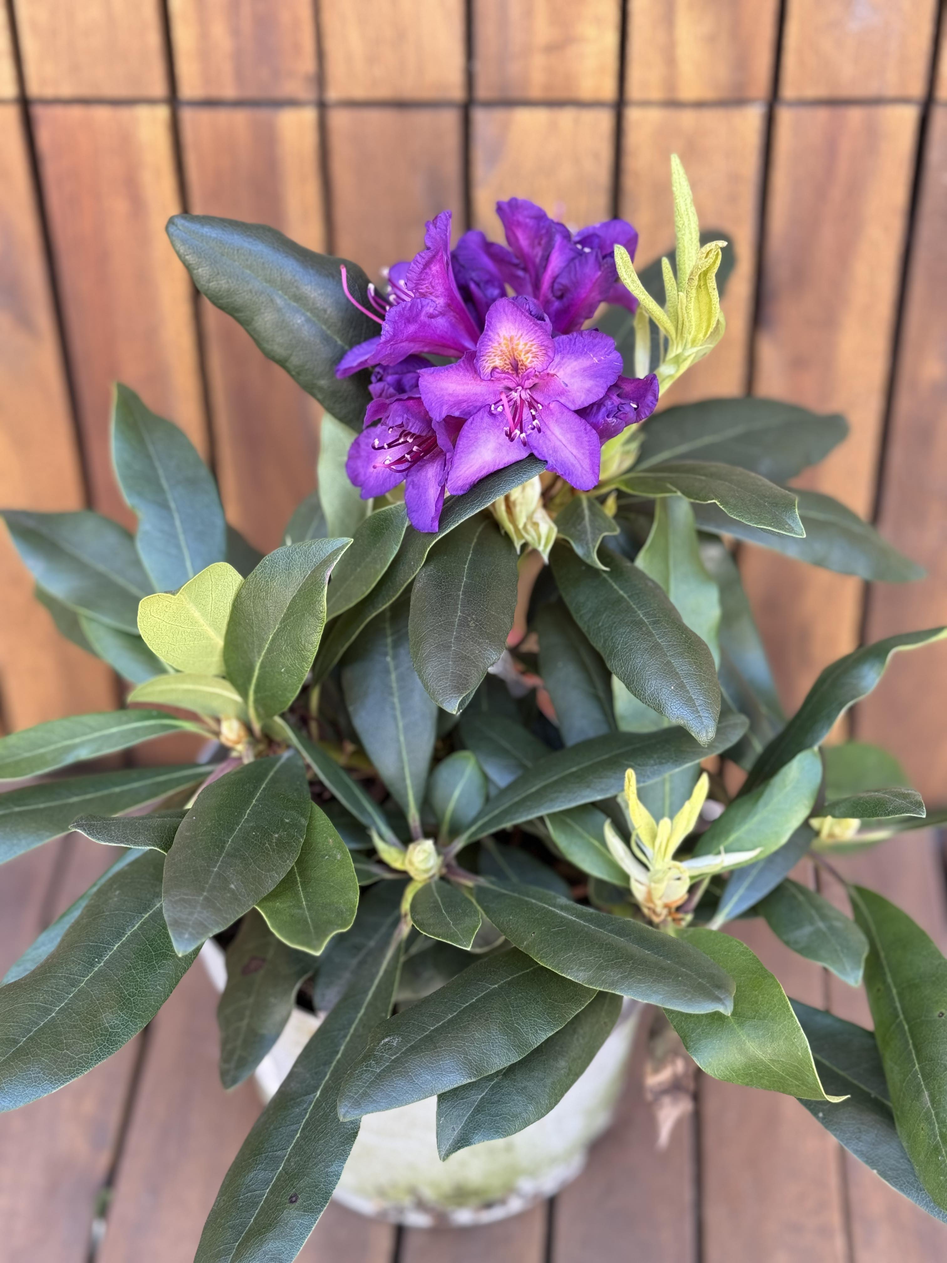 Rhododendron Marcel Menard