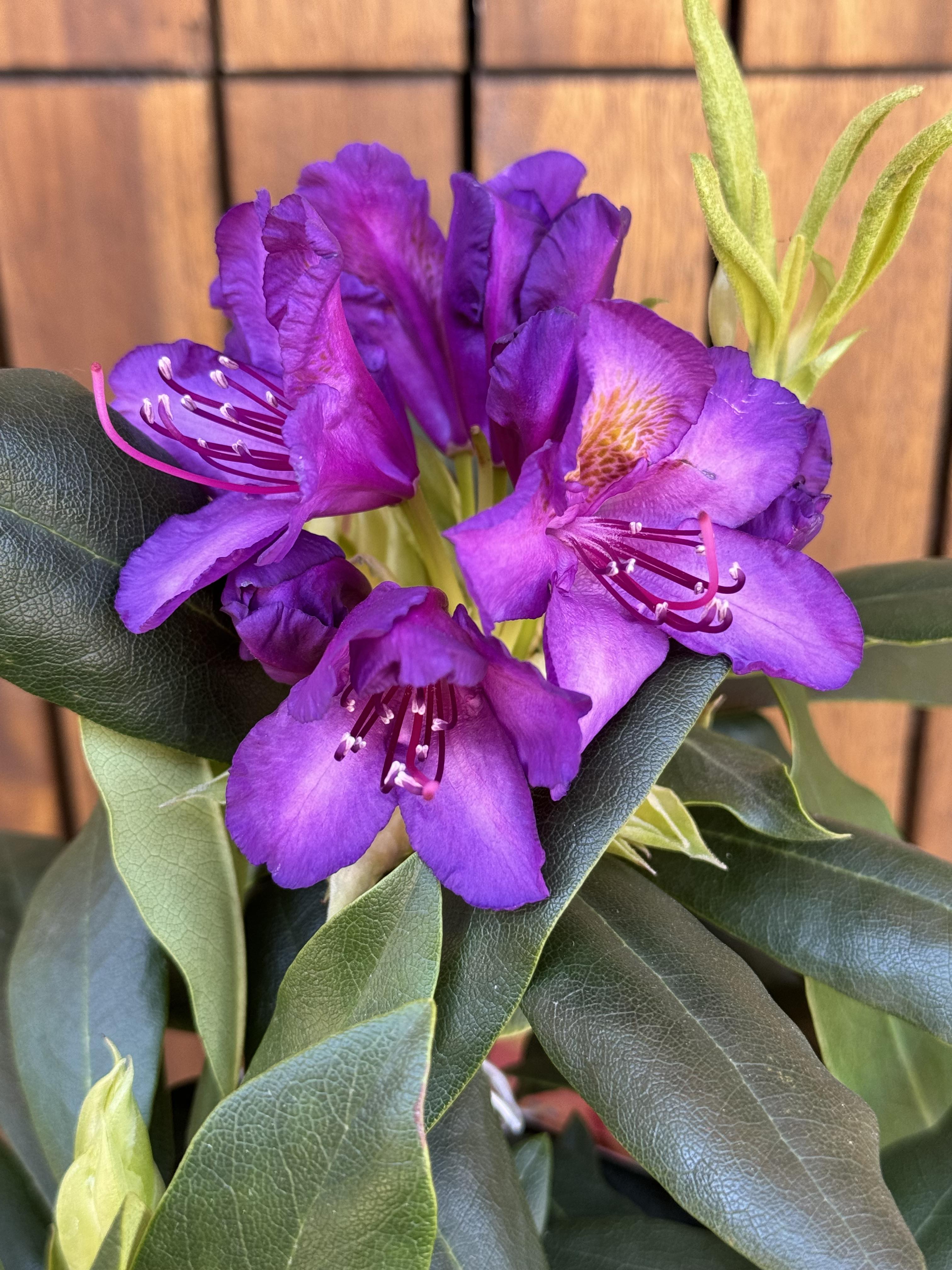 Rhododendron Marcel Menard