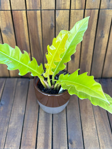 Philodendron Ring of Fire Aurea