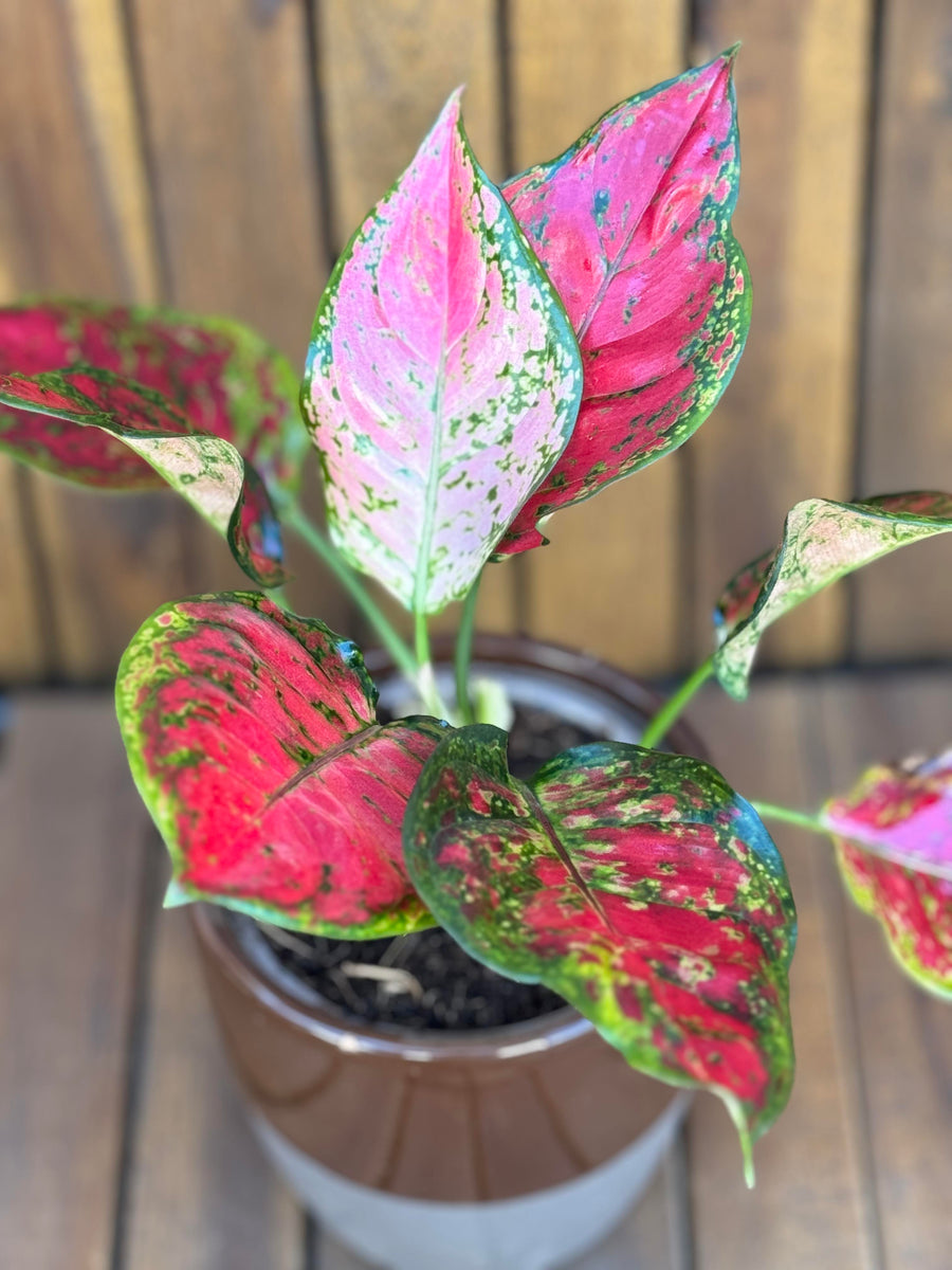 Aglaonema Red Valentine – Terrarium Plante