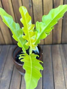 Philodendron Ring of Fire Aurea