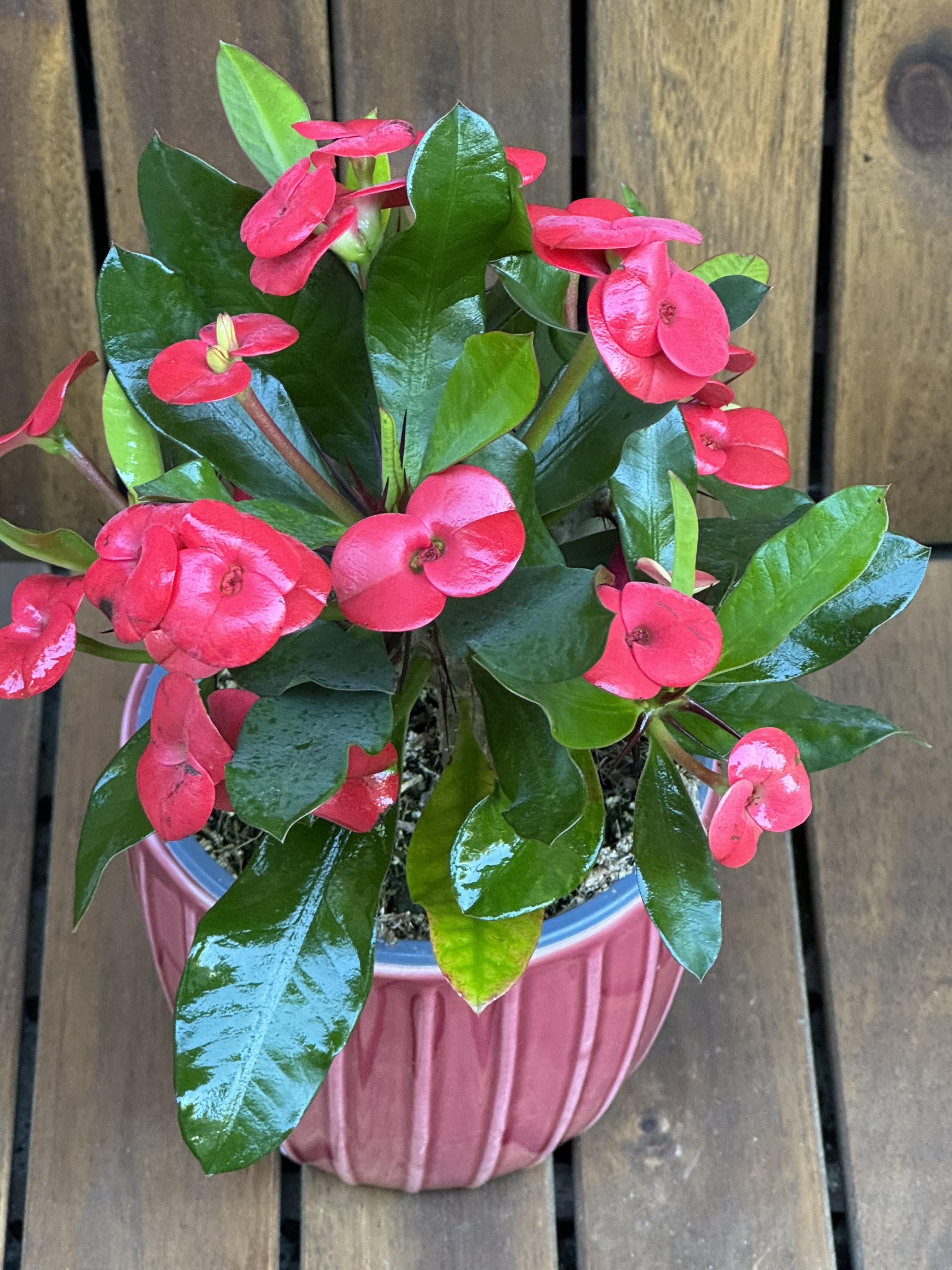Euphorbia Milli Red
