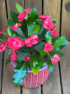 Euphorbia Milli Red