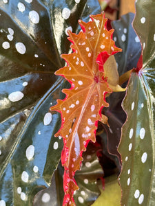 Begonia Craklin Rosie