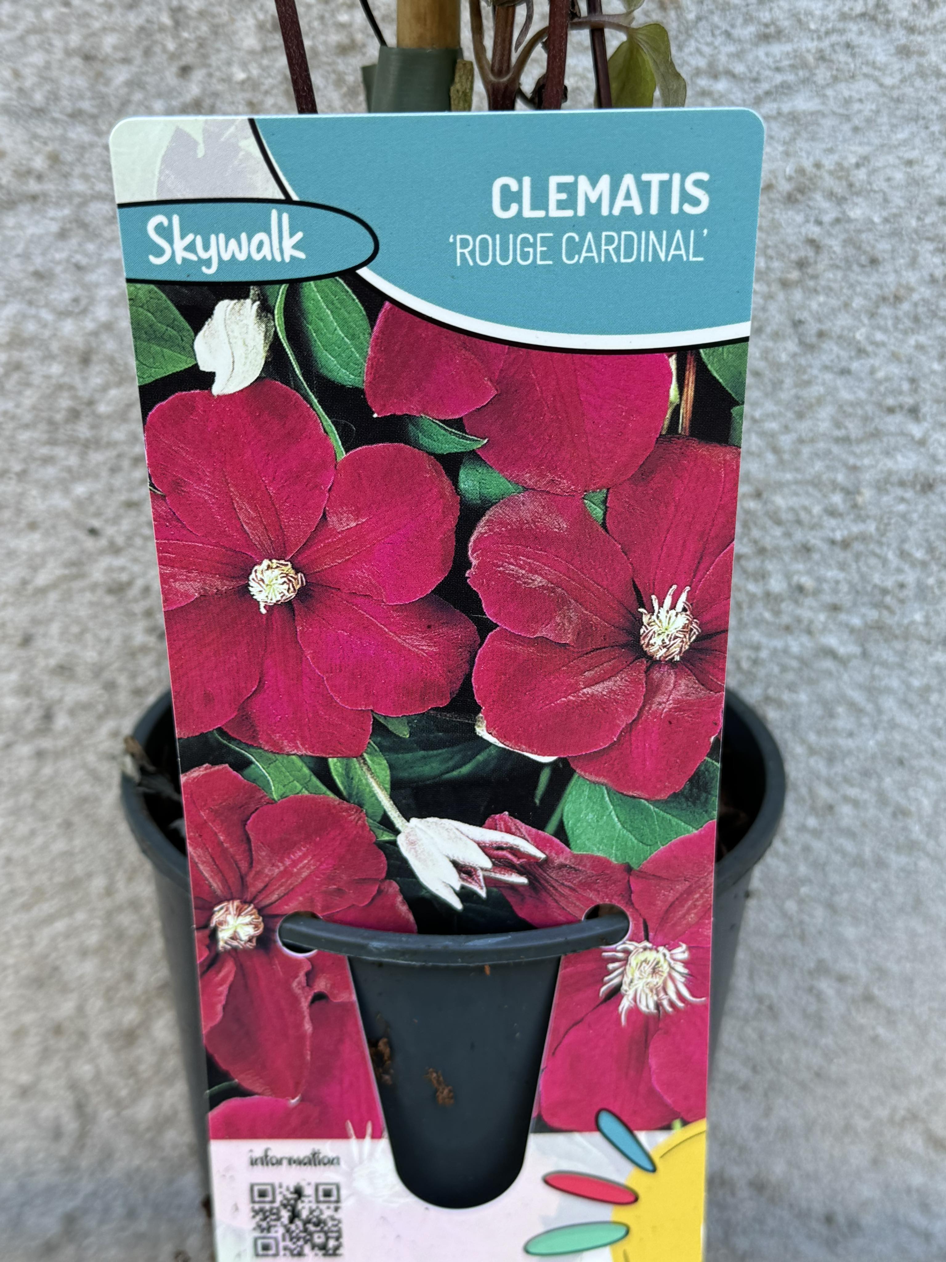 Clematis Rouge Cardinal