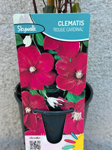 Clematis Rouge Cardinal