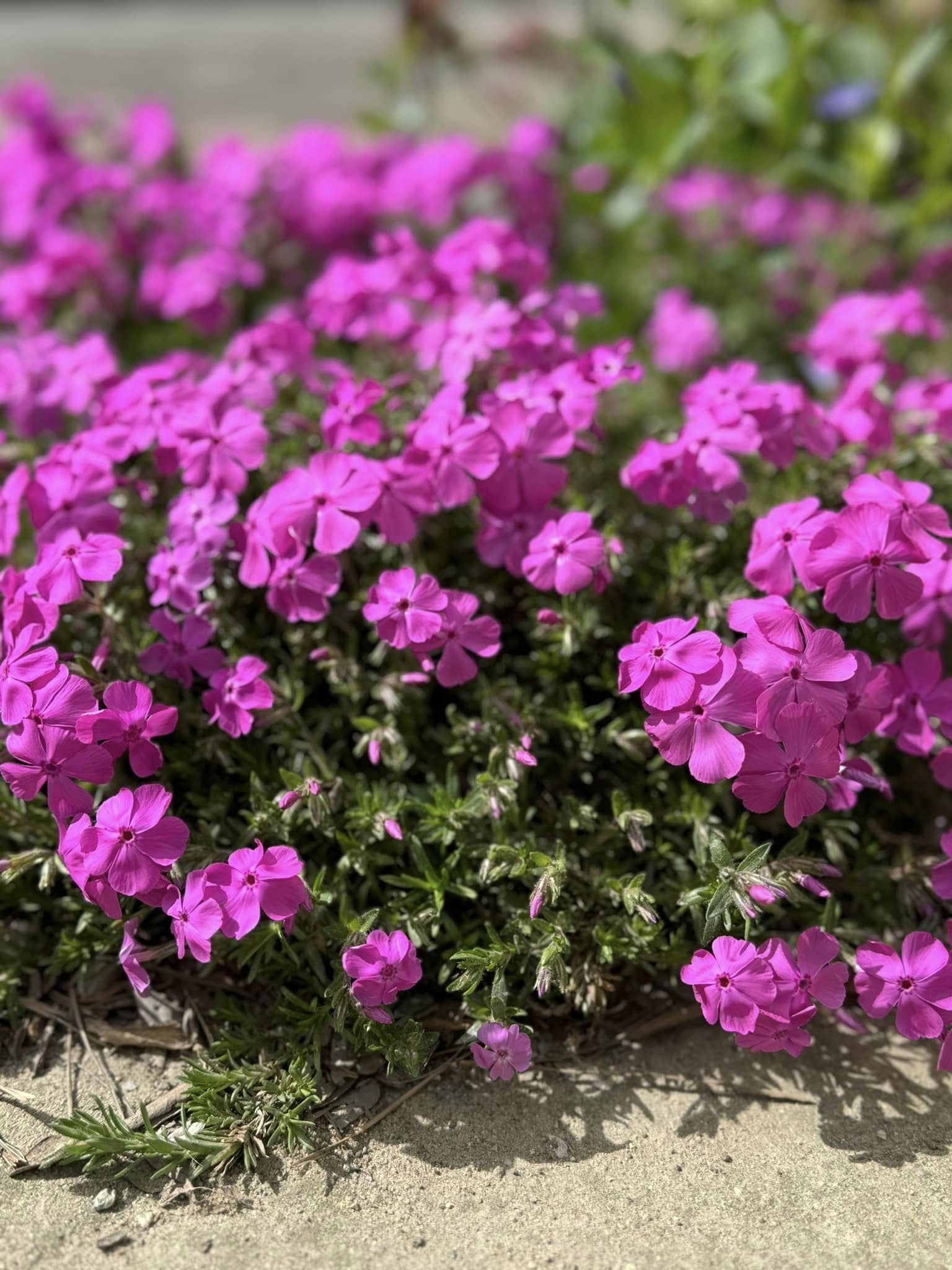 Phlox Subulata Atropurpurea