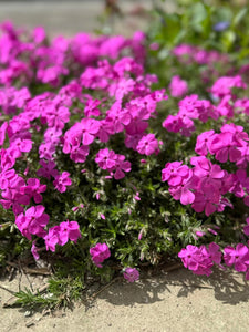 Phlox Subulata Atropurpurea