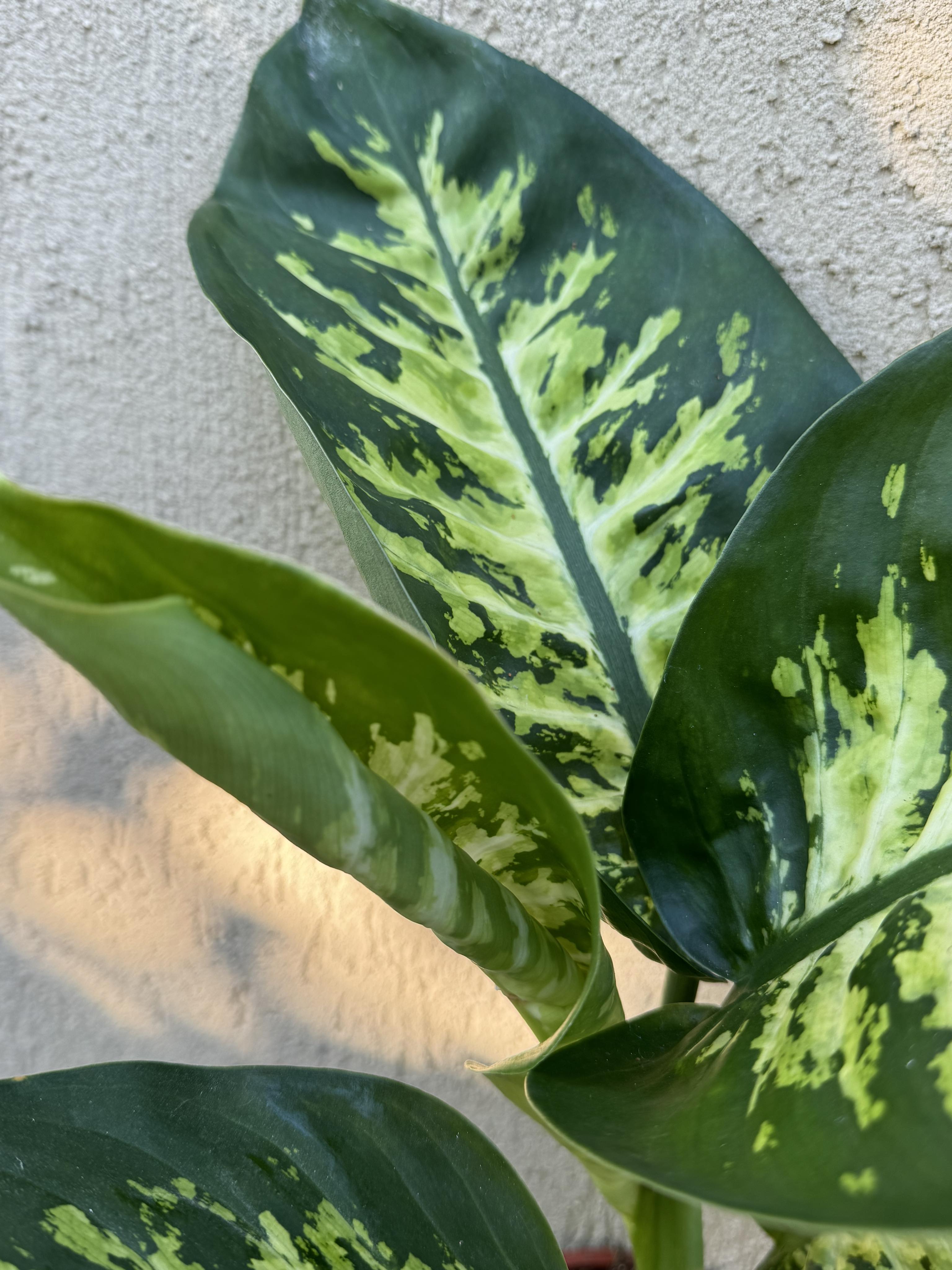 Dieffenbachia Tropic Snow
