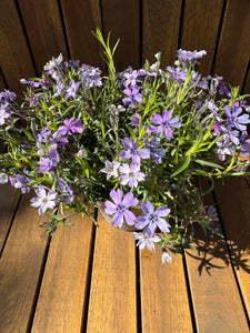 Phlox Subulata Purple Beauty