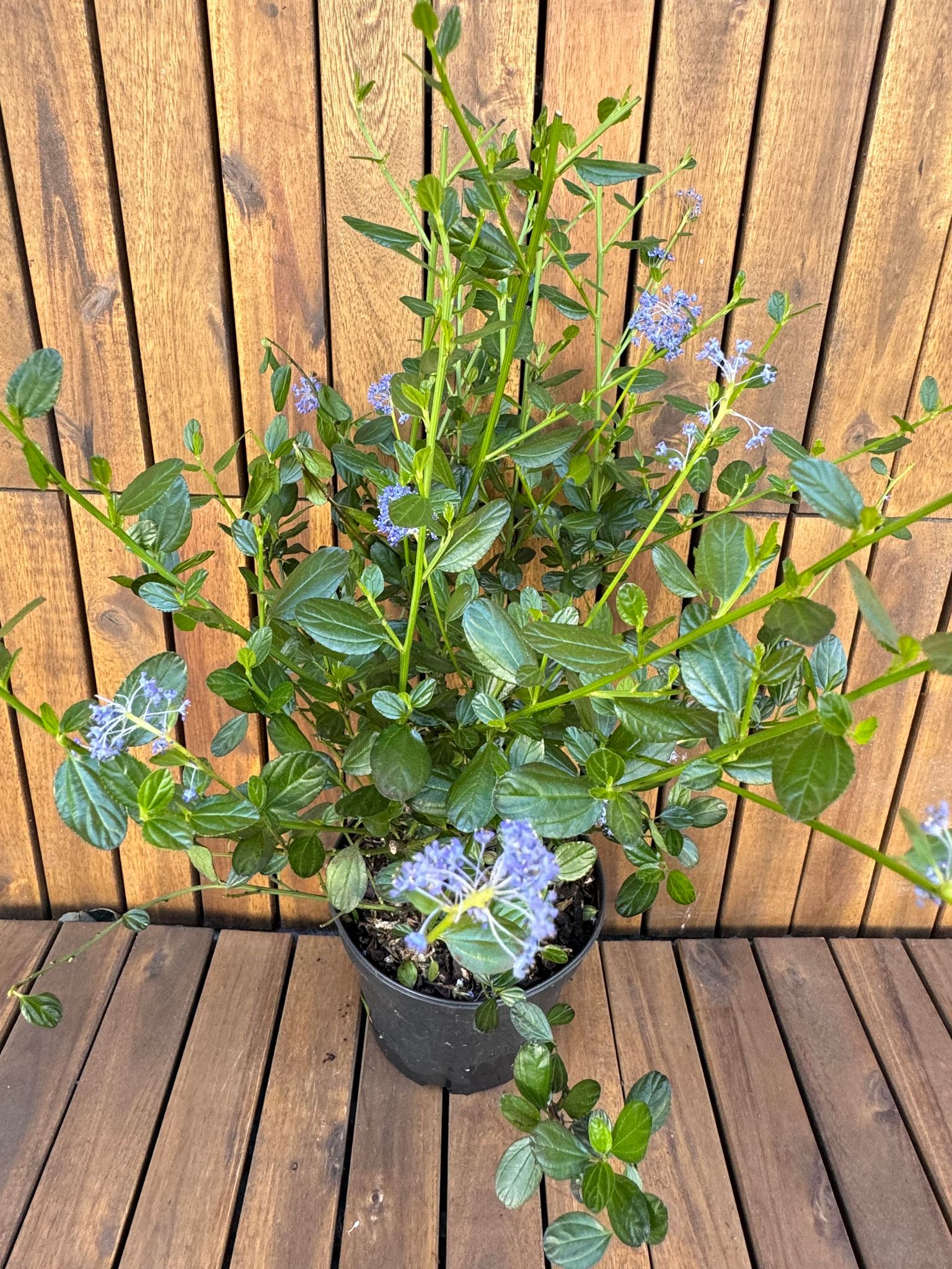 Ceanothus