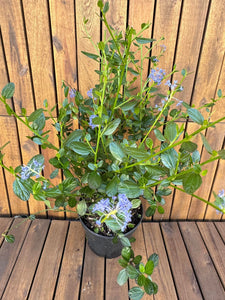Ceanothus
