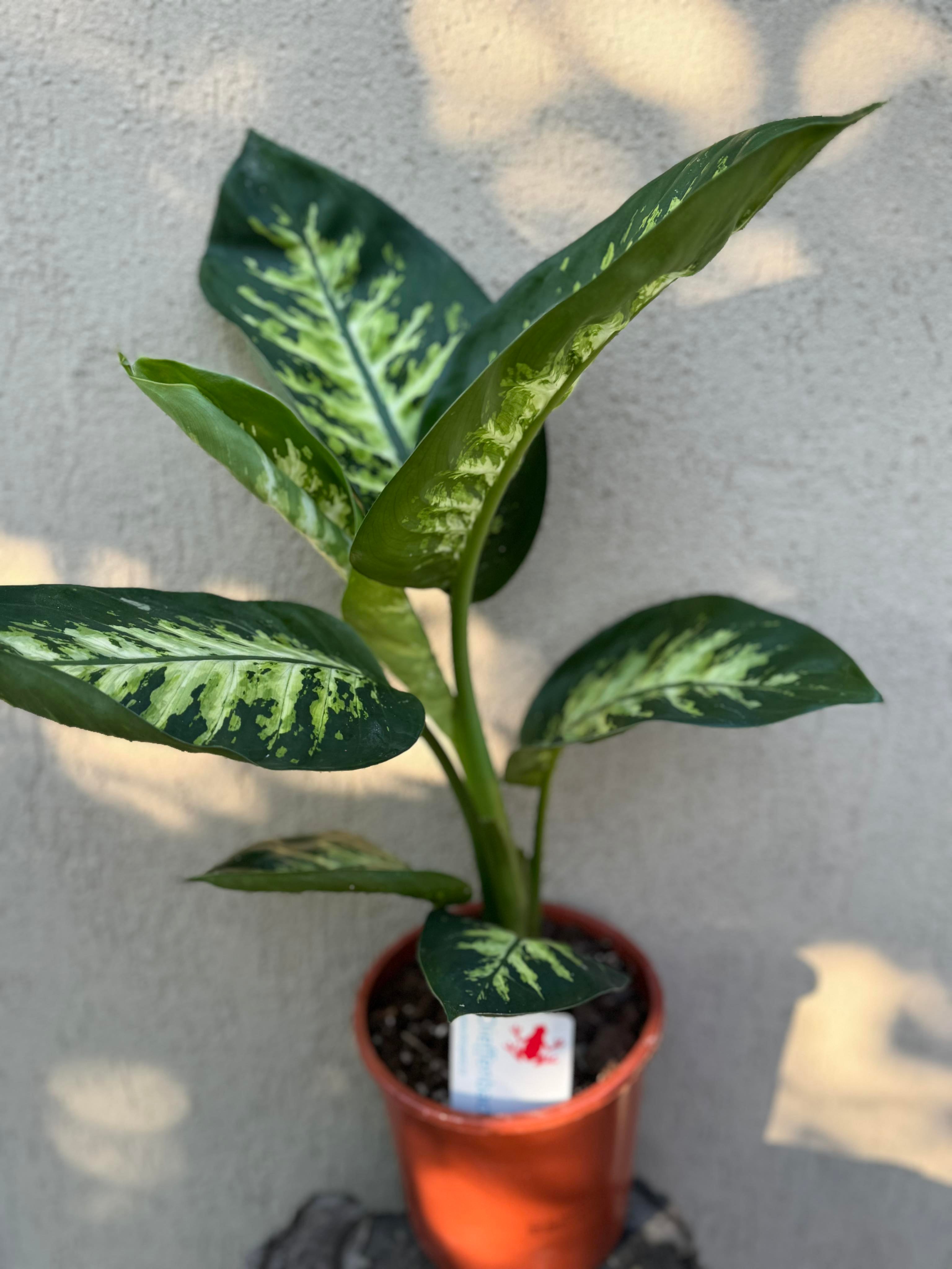 Dieffenbachia Tropic Snow