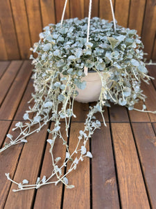 Dichondra Argentea Silver Falls