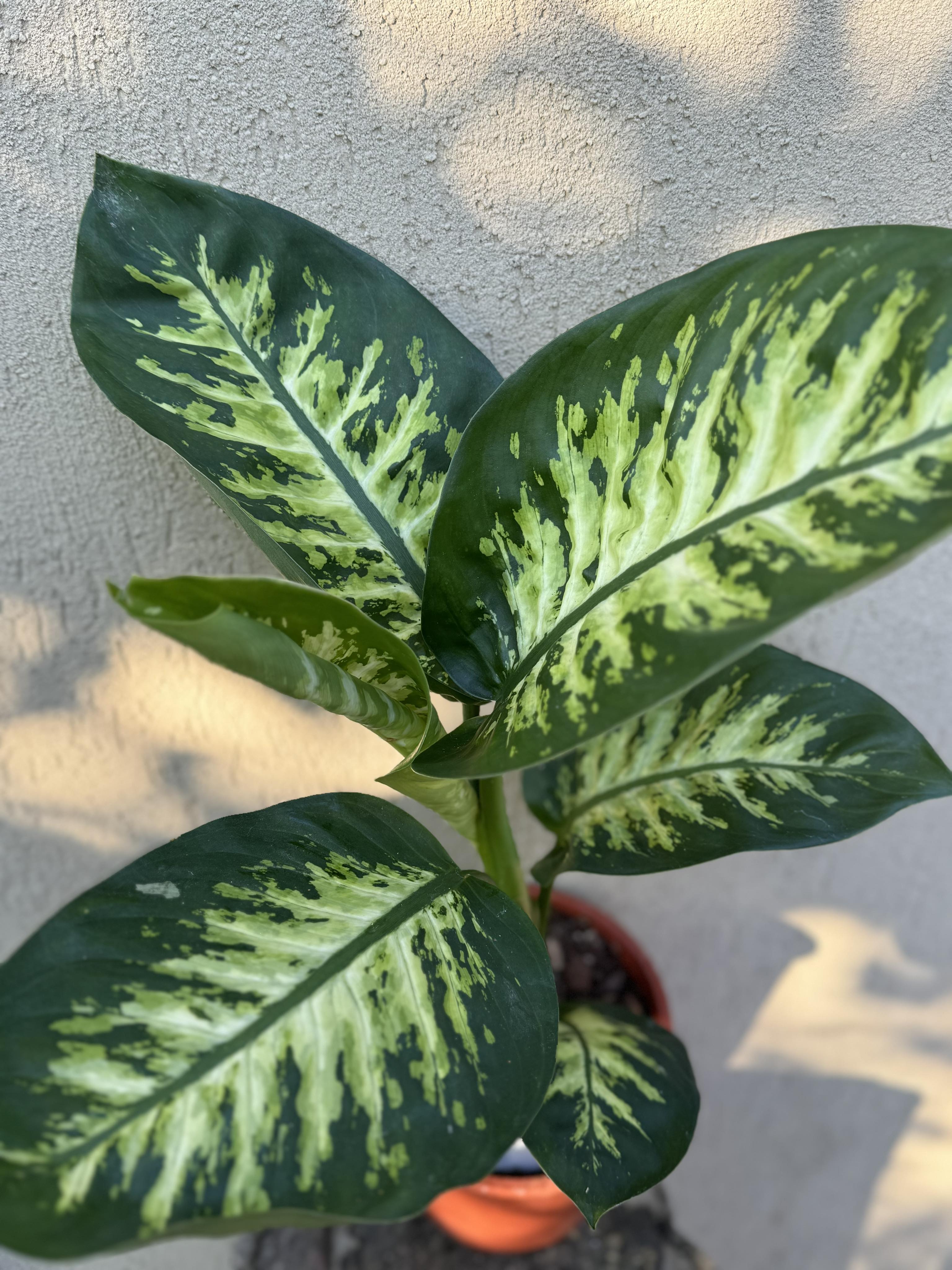 Dieffenbachia Tropic Snow