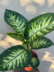 Dieffenbachia Tropic Snow
