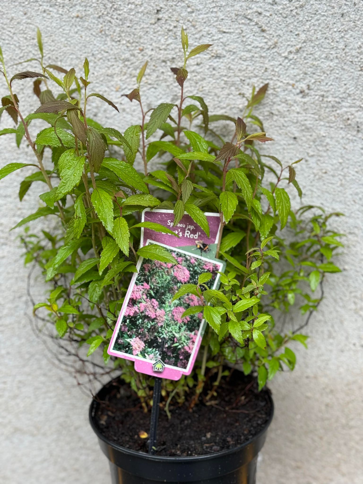 Spiraea Japonica Darts Red