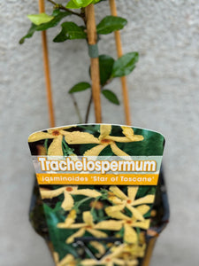 Trachelospermum Jasminoides Star of Toscane