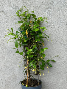 Tracelospermum Jasminoides Star of Toscana