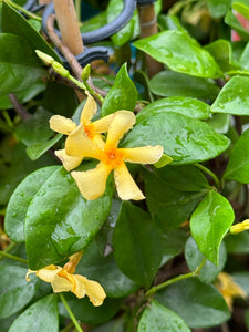 Tracelospermum Jasminoides Star of Toscana