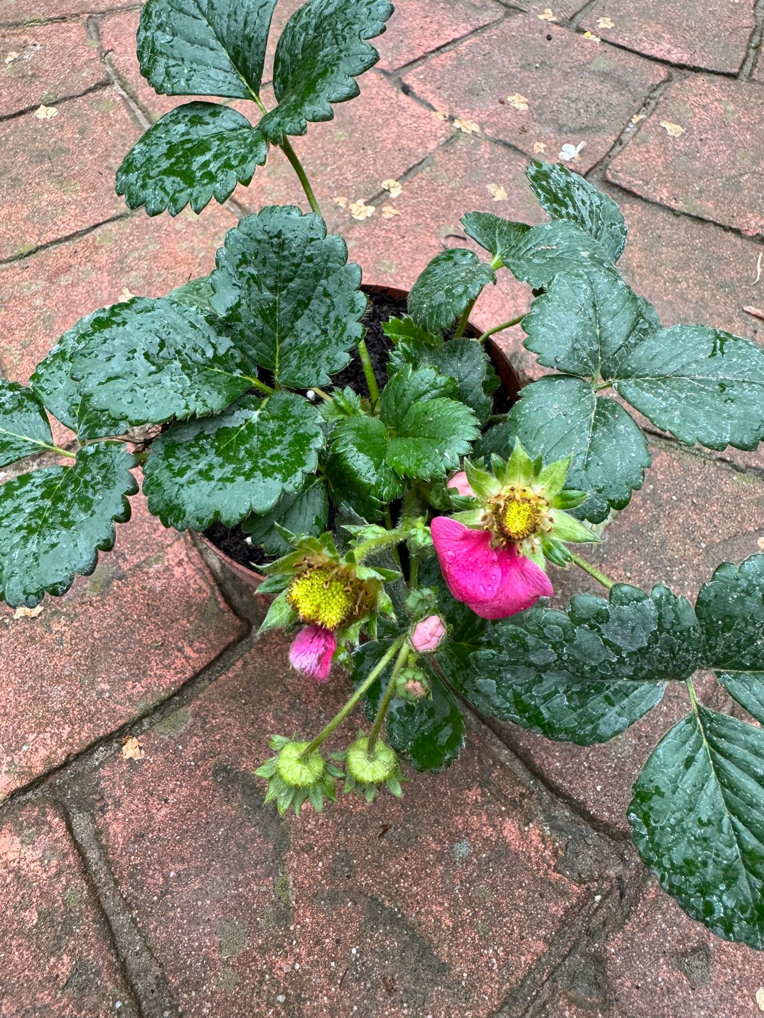 Capsuni Fragaria Ananasa Toscana