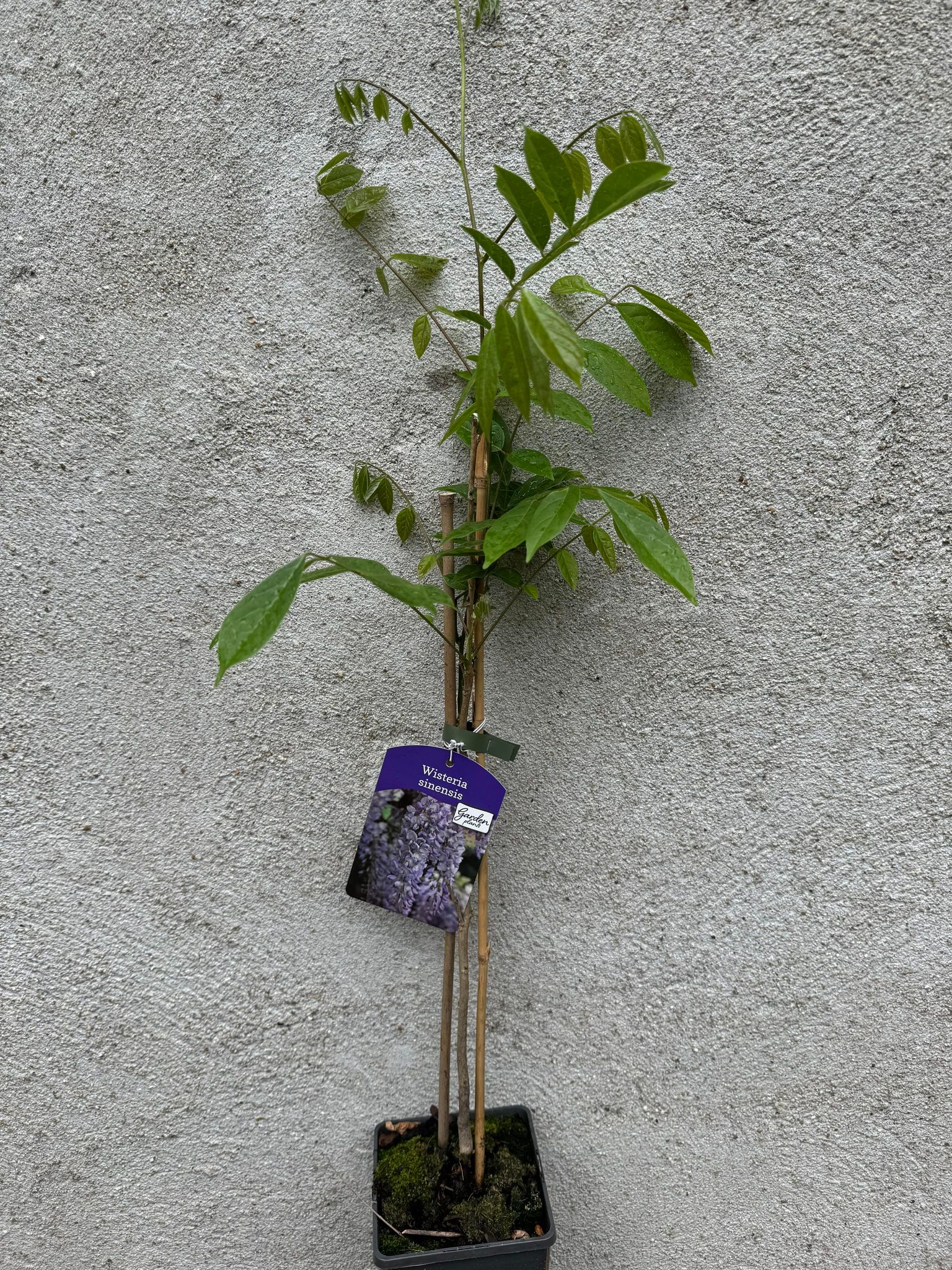 Glicina/Wisteria Sinensis