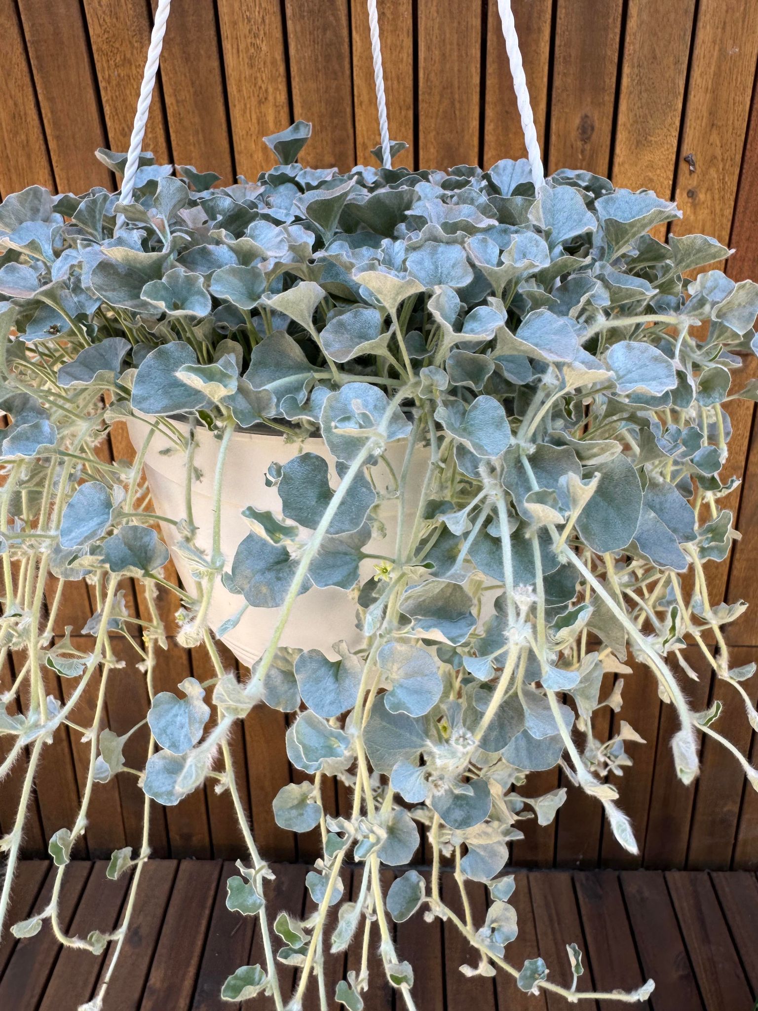 Dichondra Argentea Silver Falls