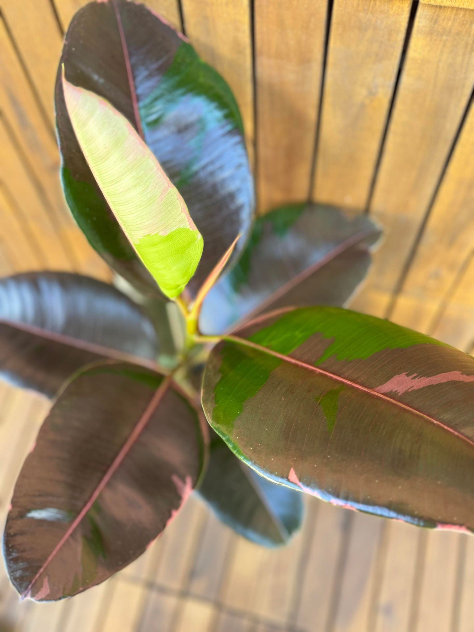 15+ Ficus Elastica Pink Ficus Elastika Pink Camouflage – Terrarium Plante