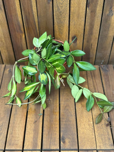 Hoya Burtoniae Variegata