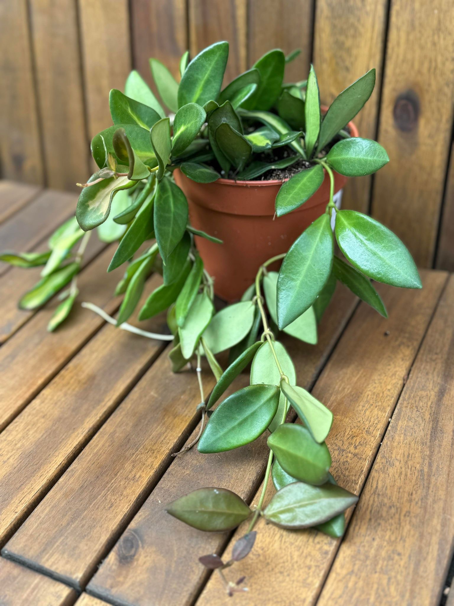 Hoya Burtoniae Variegata