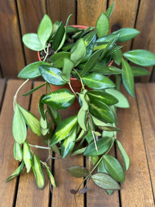 Hoya Burtoniae Variegata