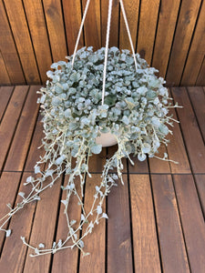 Dichondra Argentea Silver Falls