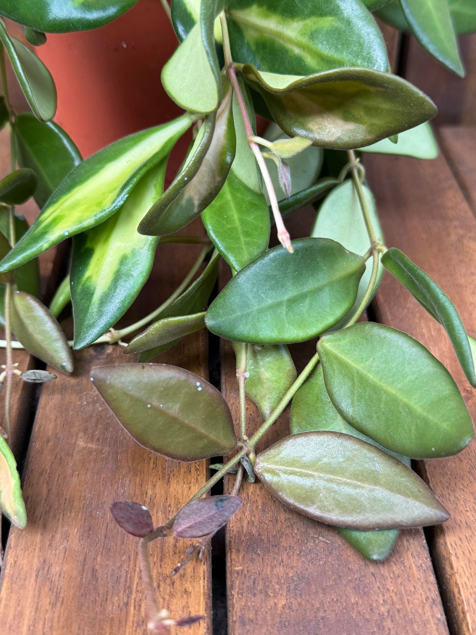 Hoya Burtoniae Variegata