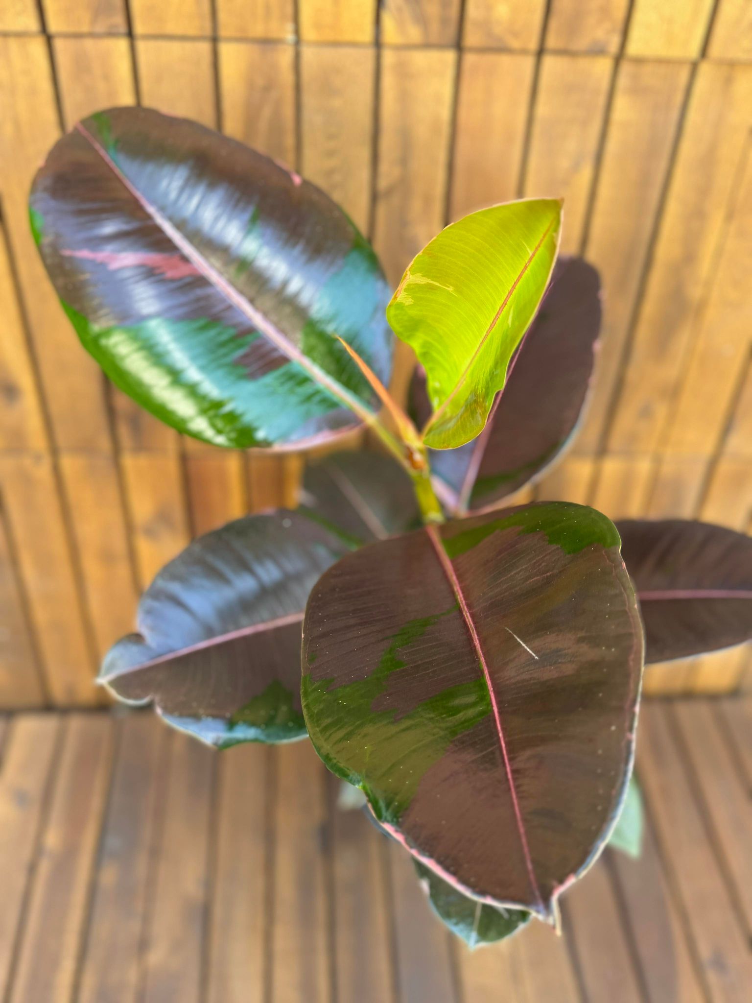 Ficus Elastika Pink Camouflage