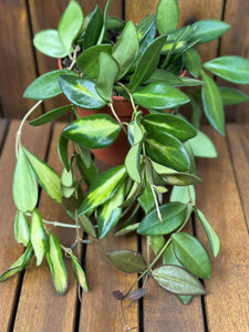 Hoya Burtoniae Variegata