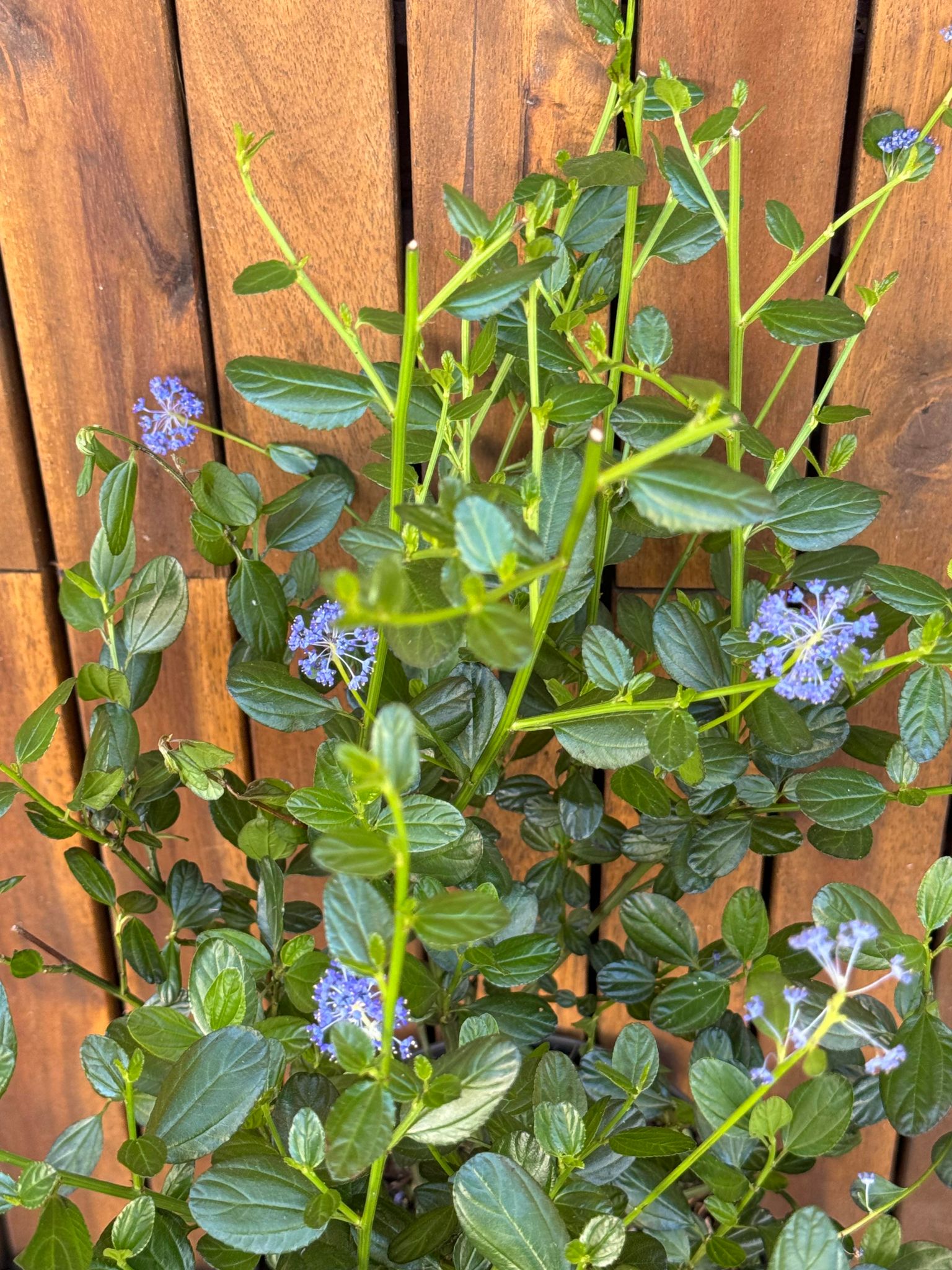 Ceanothus