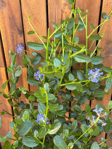 Ceanothus