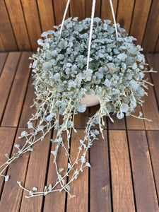 Dichondra Argentea Silver Falls