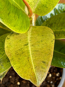 Ficus Shivereana