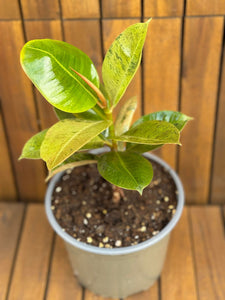 Ficus Shivereana