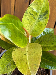 Ficus Shivereana