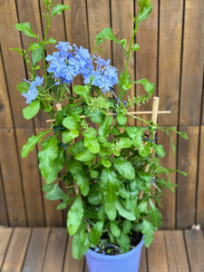 Plumbago Auriculata