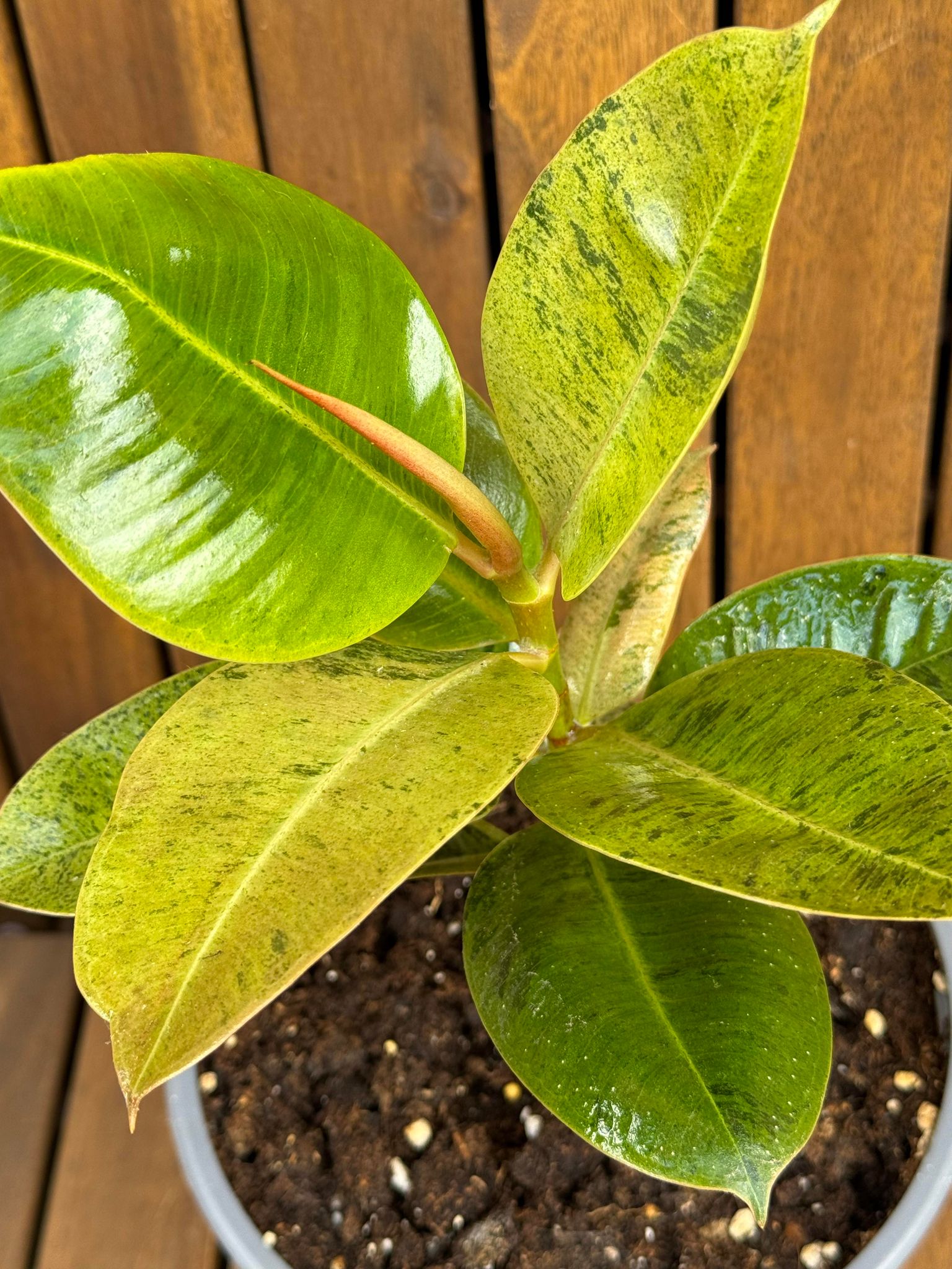 Ficus Shivereana