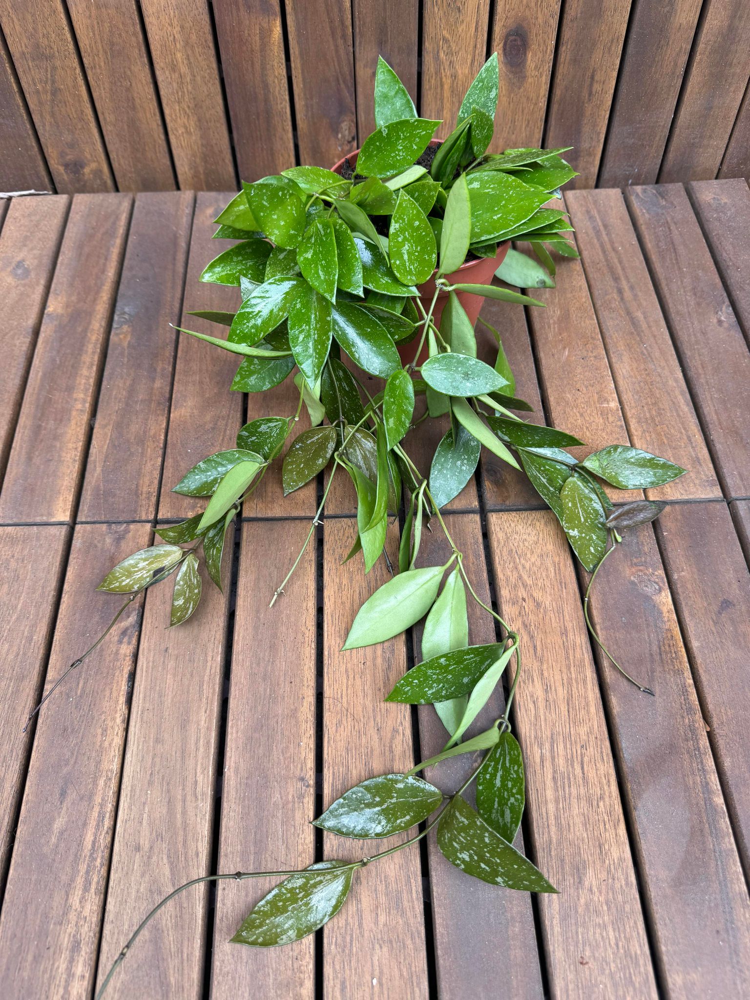 Hoya Memoria Gracilis