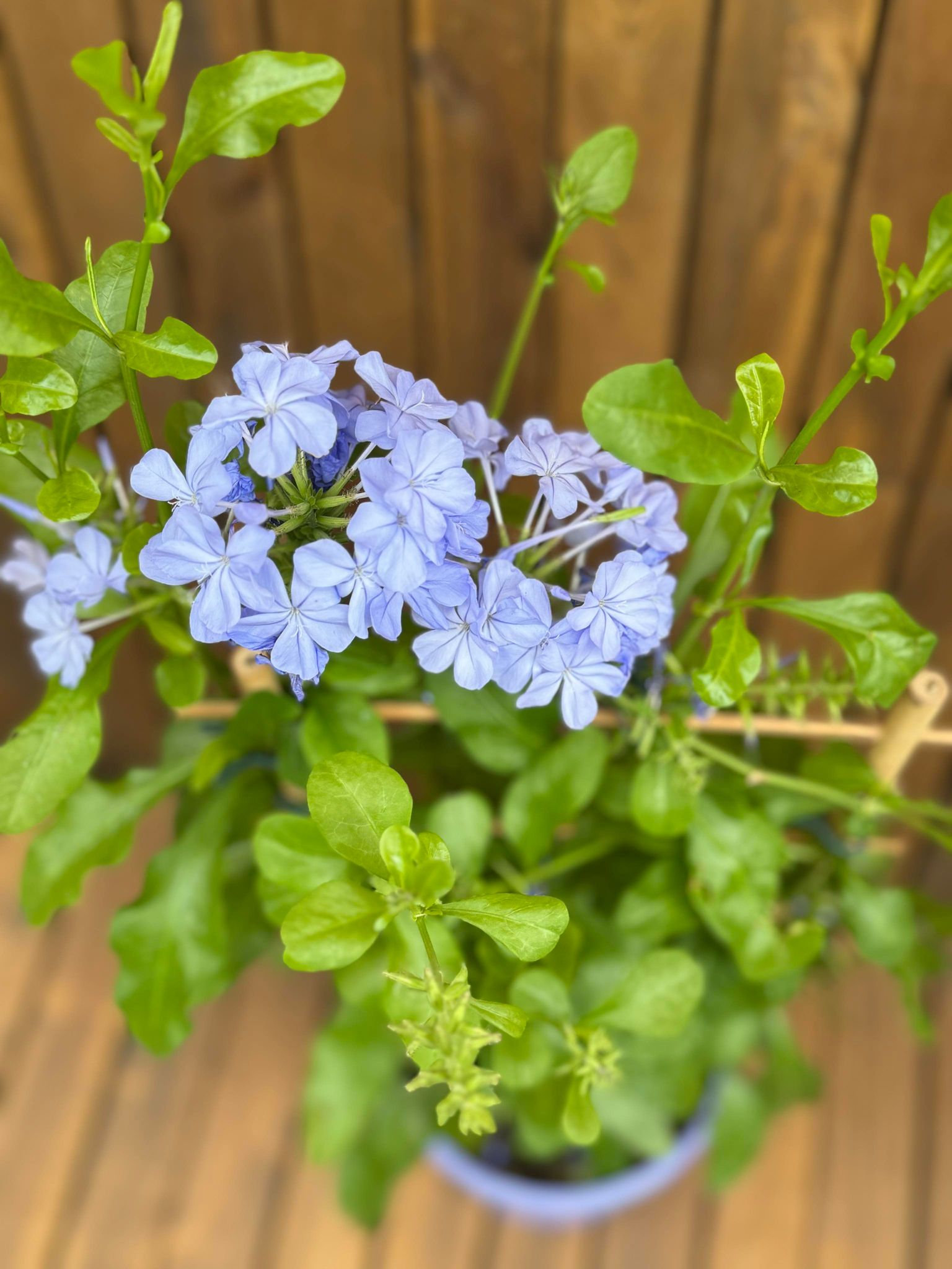 Plumbago Auriculata