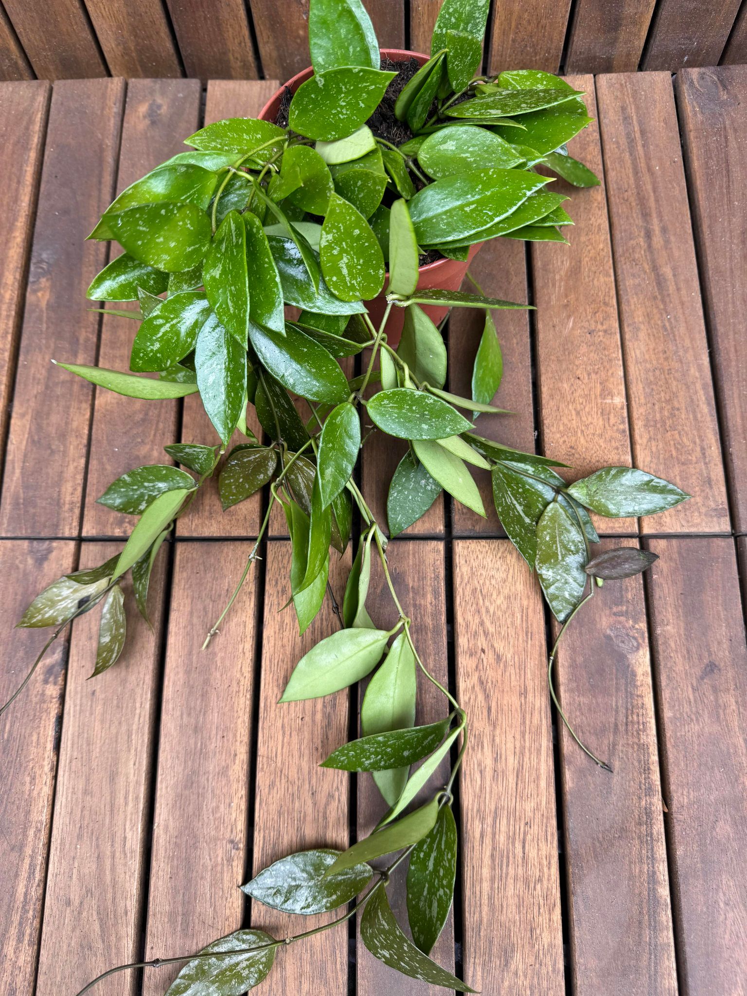 Hoya Memoria Gracilis