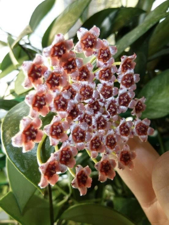 Hoya Memoria Gracilis