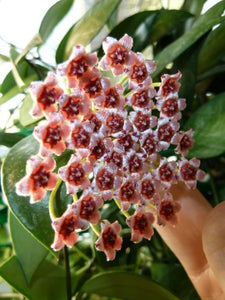 Hoya Memoria Gracilis