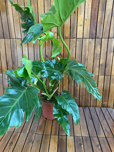 Philodendron Selloum